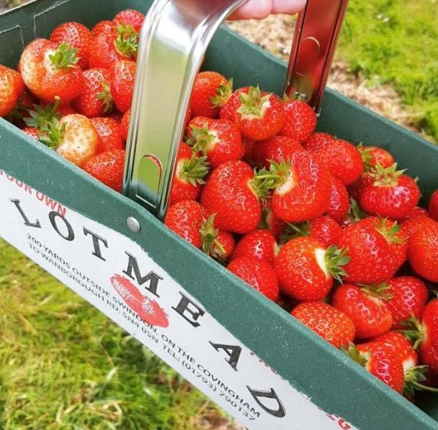 Lotmead Pick Your Own